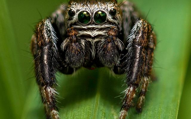 Evarcha arcuata